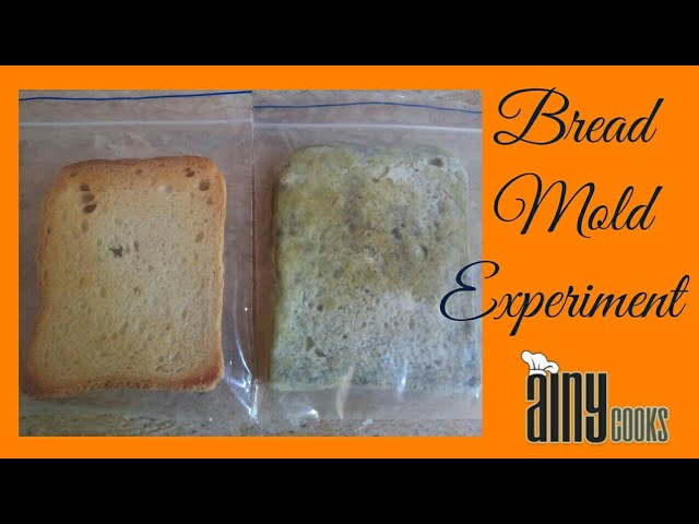 Understanding Bread Mold: An Easy Experiment with Penicillium and Rhizopus