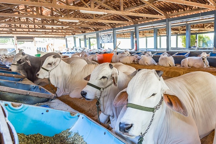 Feeding Corn Oil to Beef Cattle: A Cost-Effective Solution for Performance and Sustainability