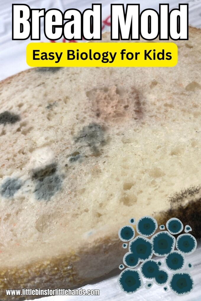 Mold Experiment on Bread: How Temperature and Moisture Affect Mold Growth
