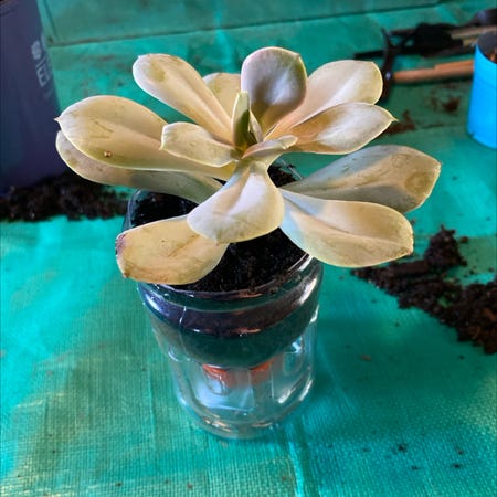 Cream Puff Succulent Care Guide: How to Grow Echeveria Cream Puff Successfully