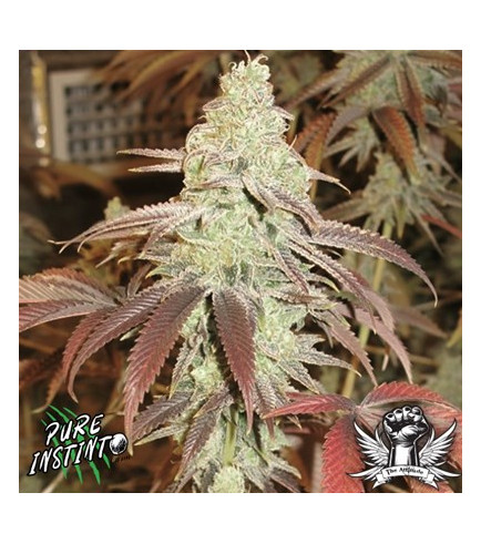 Forbidden Fruit Cake Strain: A Powerful Indica Hybrid for Relaxation and Euphoria