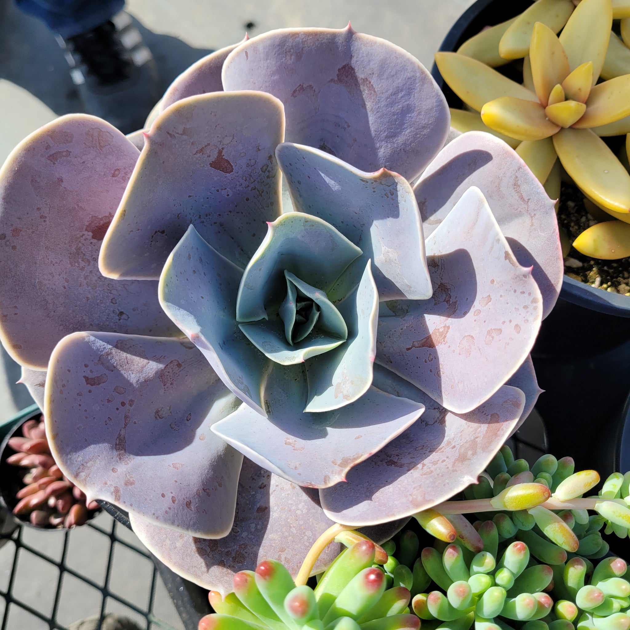 Cream Puff Succulent Care Guide: How to Grow Echeveria Cream Puff Successfully