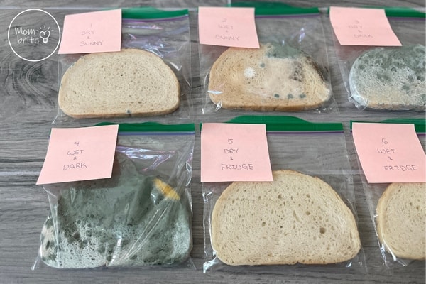Mold Experiment on Bread: How Temperature and Moisture Affect Mold Growth