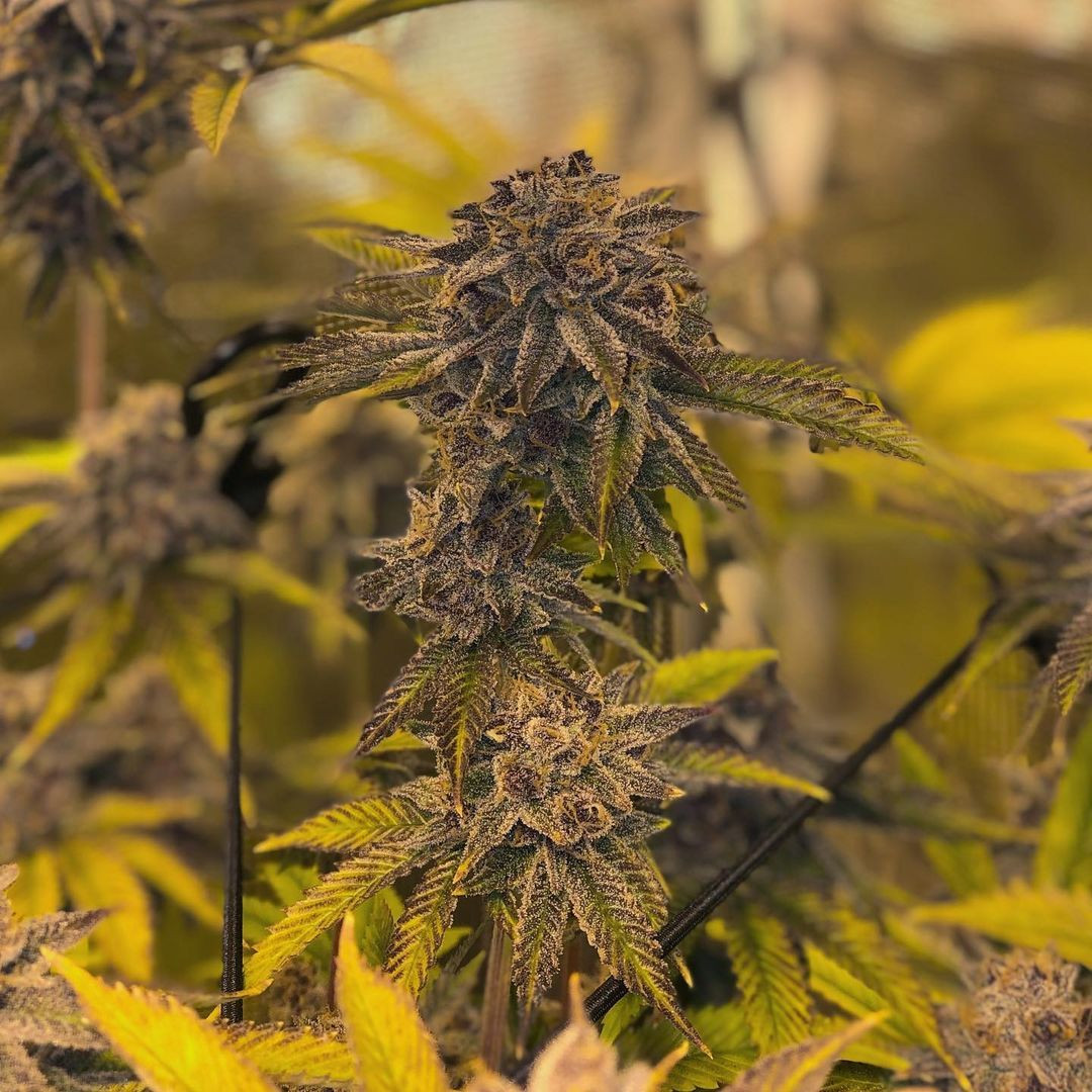 Forbidden Fruit Cake Strain: A Powerful Indica Hybrid for Relaxation and Euphoria