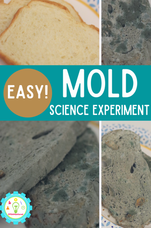 Understanding Bread Mold: An Easy Experiment with Penicillium and Rhizopus