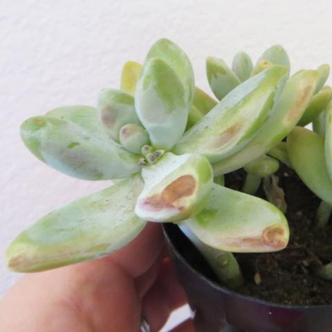 How to Care for Cream Puff Succulent with Sunburned Leaves