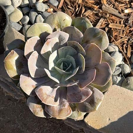 Cream Puff Succulent Care Guide: How to Grow Echeveria Cream Puff Successfully