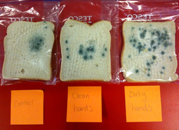 Mold Experiment on Bread: How Temperature and Moisture Affect Mold Growth