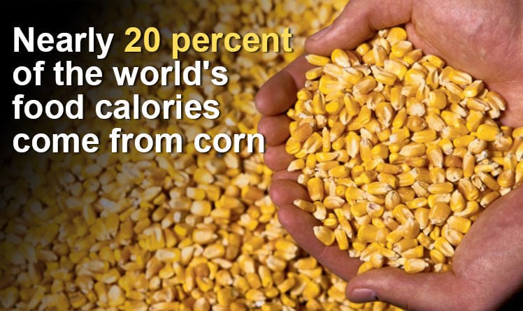 Weight Per Gallon of Corn Distiller Oil: Key Facts You Need to Know