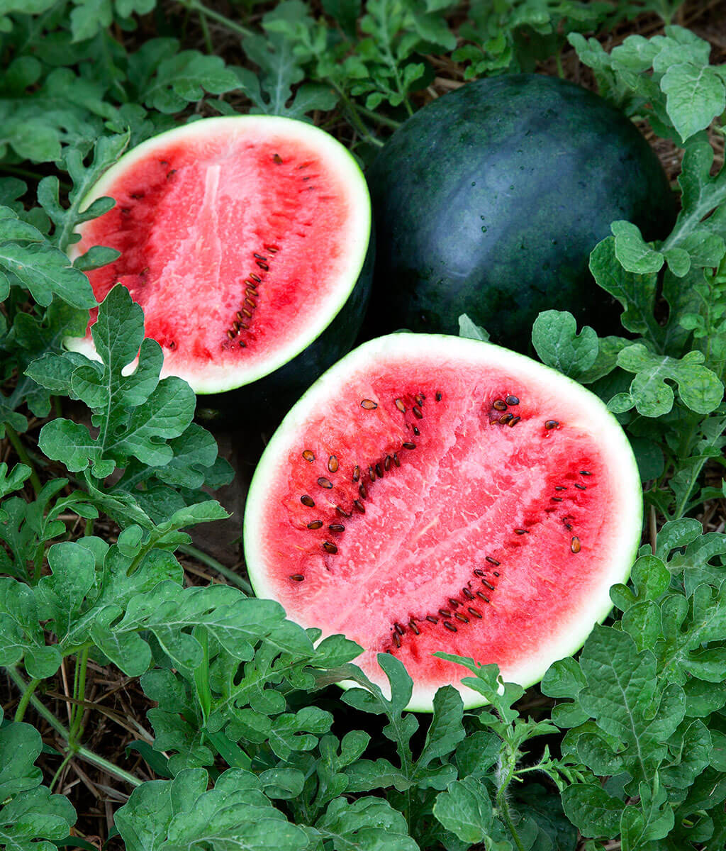 Sugar Baby Watermelon: The Sweetest Mini Watermelon You Need in Your Garden