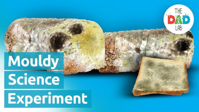 Understanding Bread Mold: An Easy Experiment with Penicillium and Rhizopus