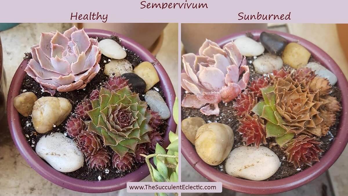 How to Care for Cream Puff Succulent with Sunburned Leaves