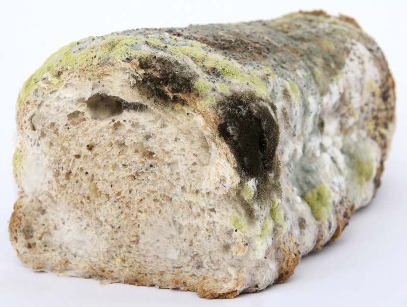 Understanding Bread Mold: An Easy Experiment with Penicillium and Rhizopus