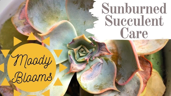 How to Care for Cream Puff Succulent with Sunburned Leaves