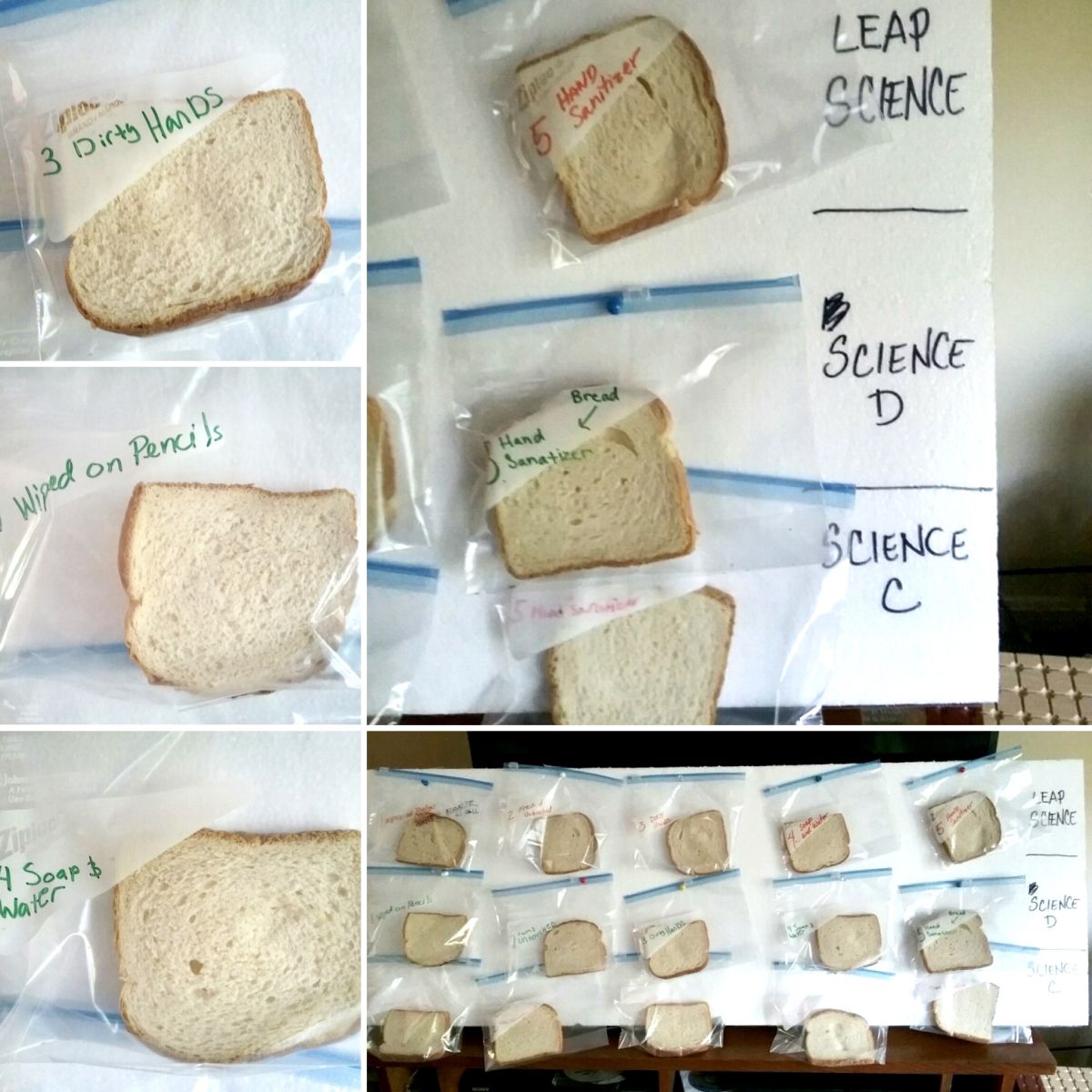 Hands-on Bread Mold Lab: A Cool Science Project for Kids at Home