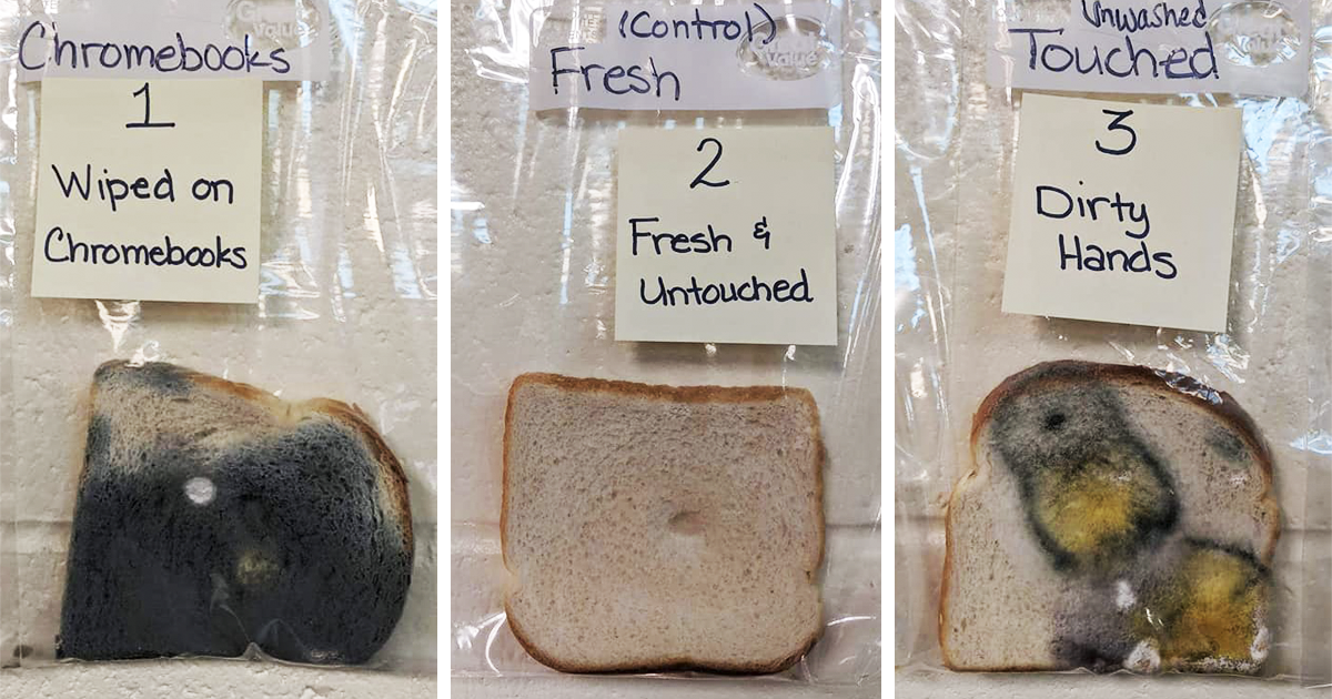 Hands-on Bread Mold Lab: A Cool Science Project for Kids at Home