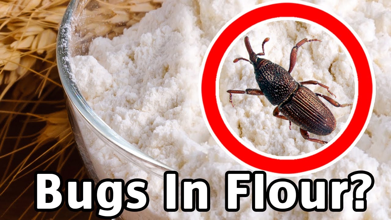 Simple Steps How Long to Freeze Flour to Kill Bugs