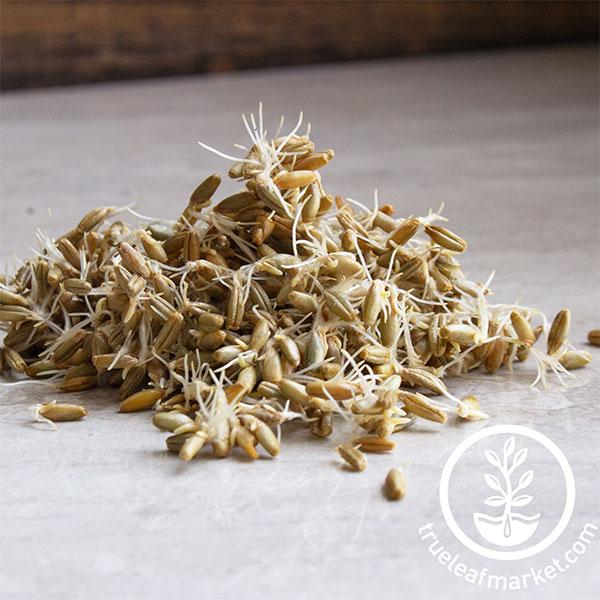 Rye Bread Seeds: Where to Buy and How to Grow Them at Home Easily